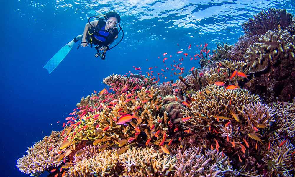 Diving & Snorkeling