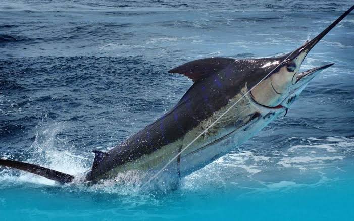 Deep Sea Fishing